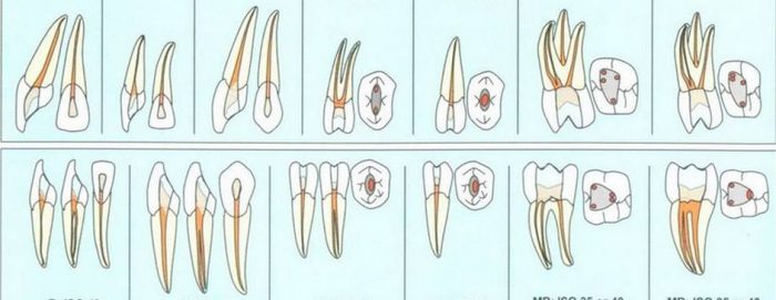 korzenie w zębie
